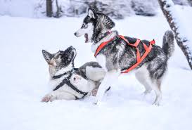 Dogs playing in the snow