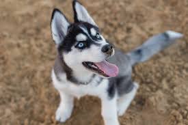 Siberian Husky Puppy